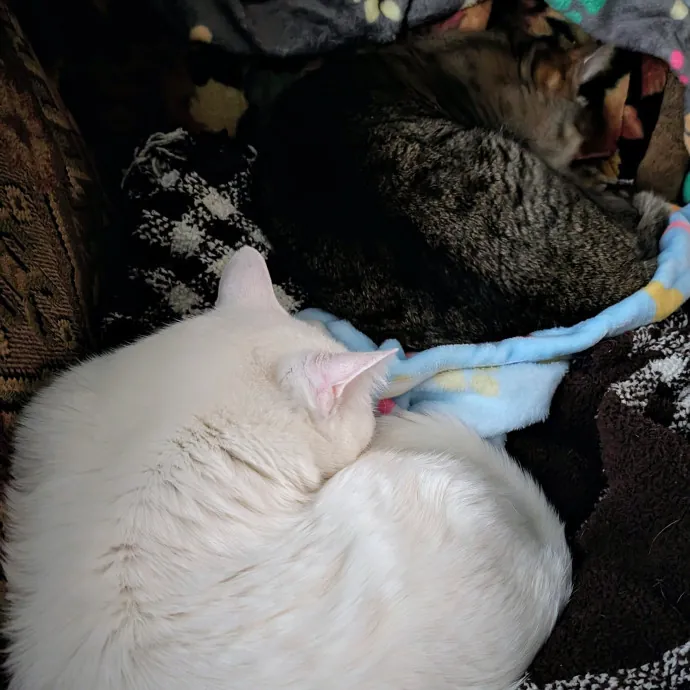 Anchoraged In Affection Kitty Care