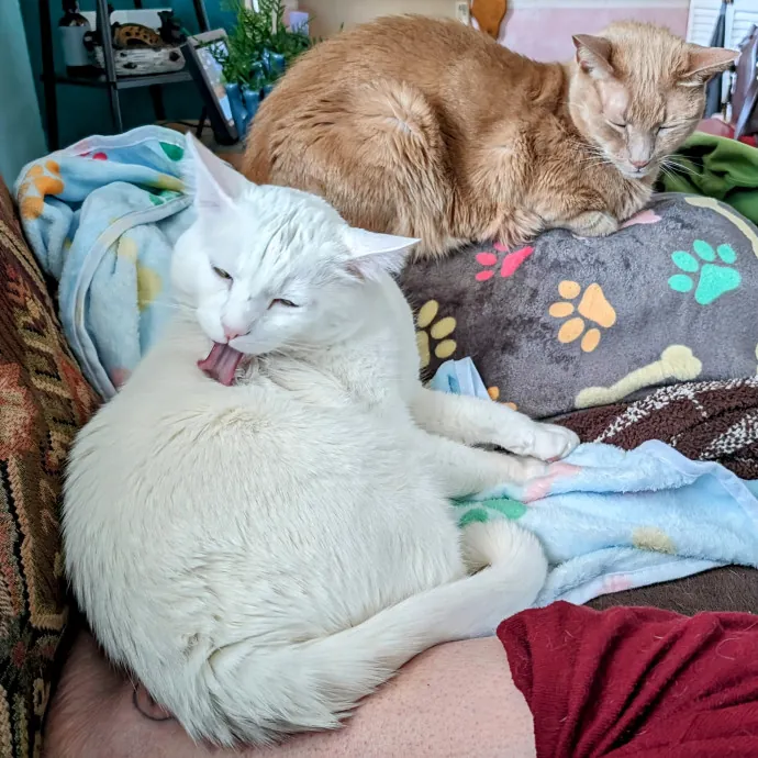 Anchoraged In Affection Kitty Care