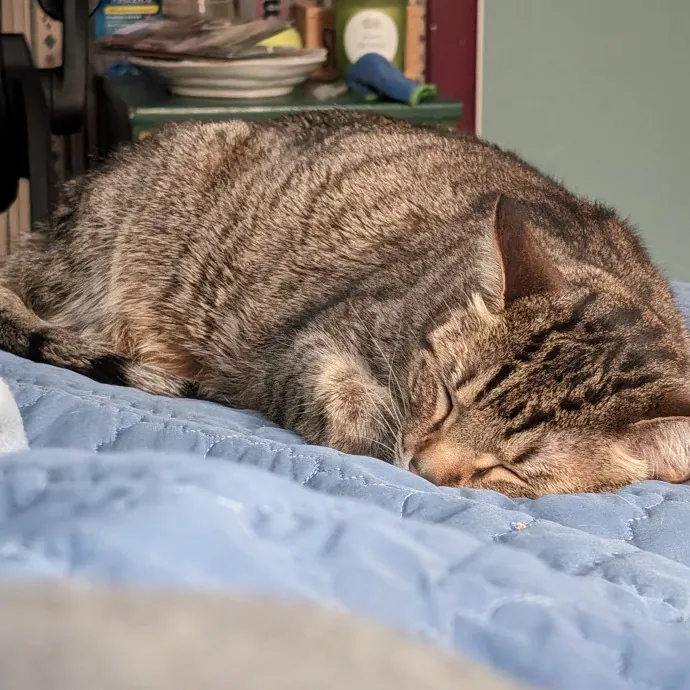 Anchoraged In Affection Kitty Care photo 4