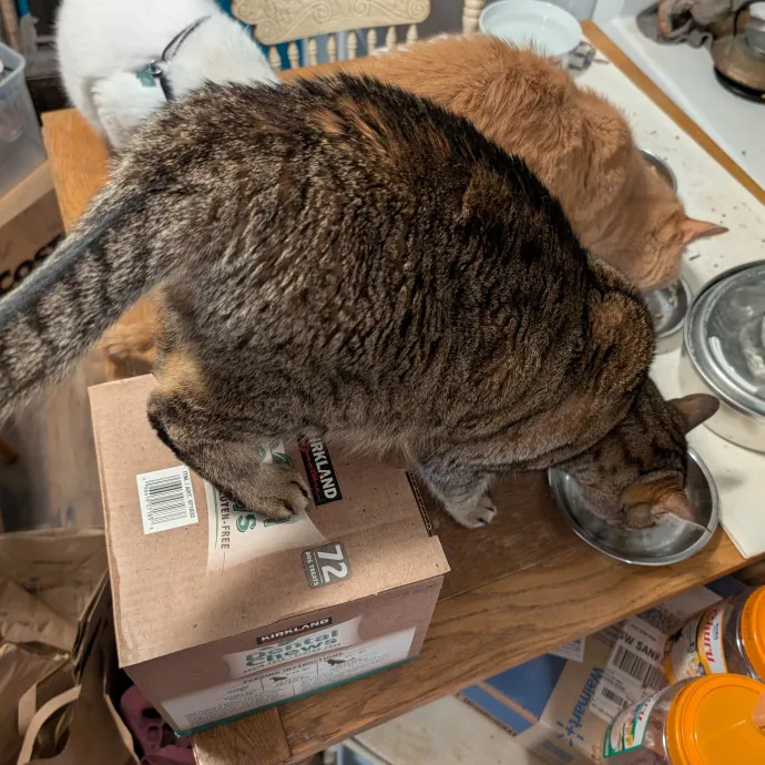 Anchoraged In Affection Kitty Care photo 3