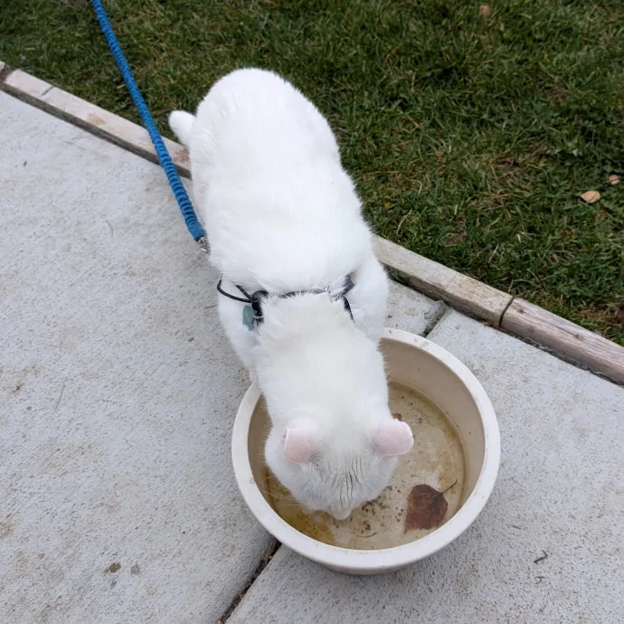 Anchoraged In Affection Kitty Care photo 2