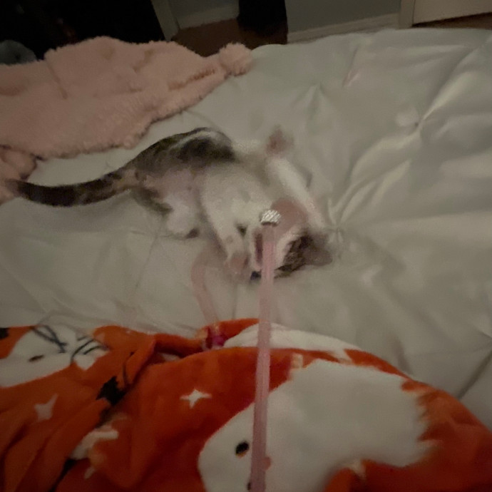 Meow I Can't Wait To Meet Your Cat