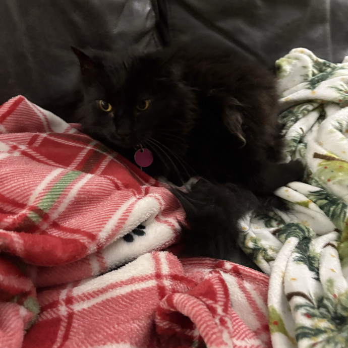 Meow photo 3