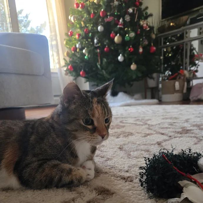 Endless Fun And Pawsibilities