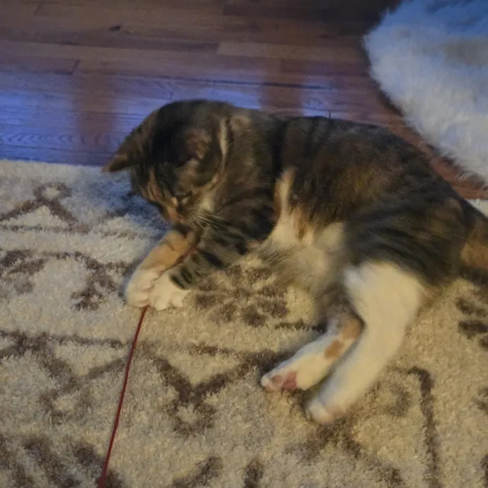 Endless Fun And Pawsibilities