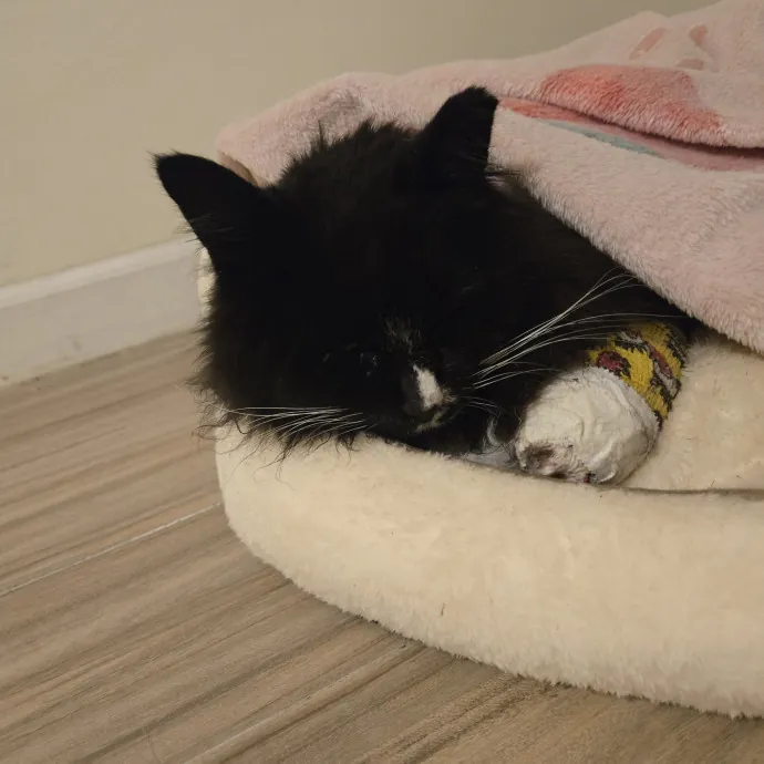 Endless Fun And Pawsibilities