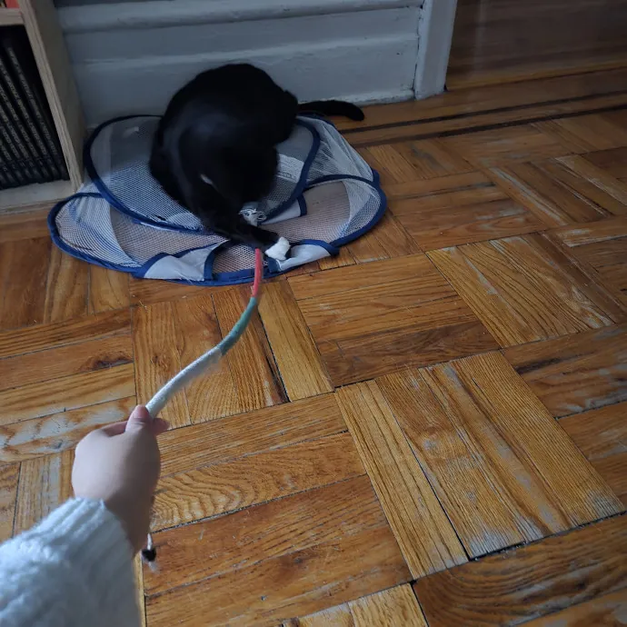 Endless Fun And Pawsibilities