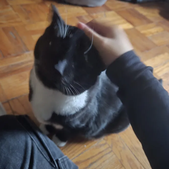 Endless Fun And Pawsibilities