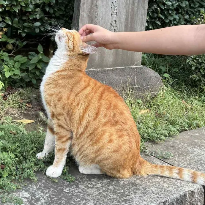 Endless Fun And Pawsibilities