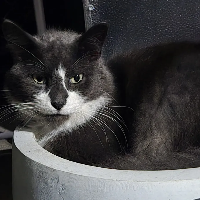 Endless Fun And Pawsibilities