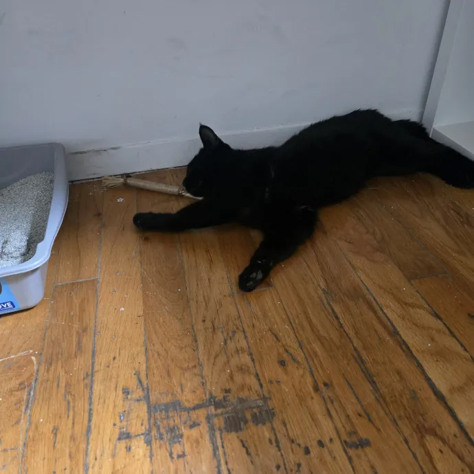 Endless Fun And Pawsibilities