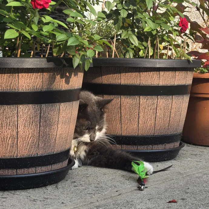 Endless Fun And Pawsibilities