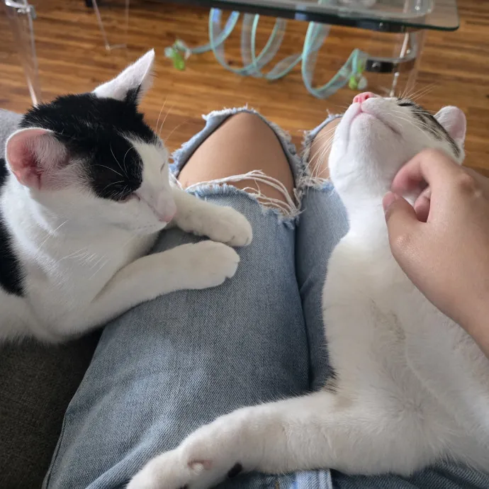 Endless Fun And Pawsibilities