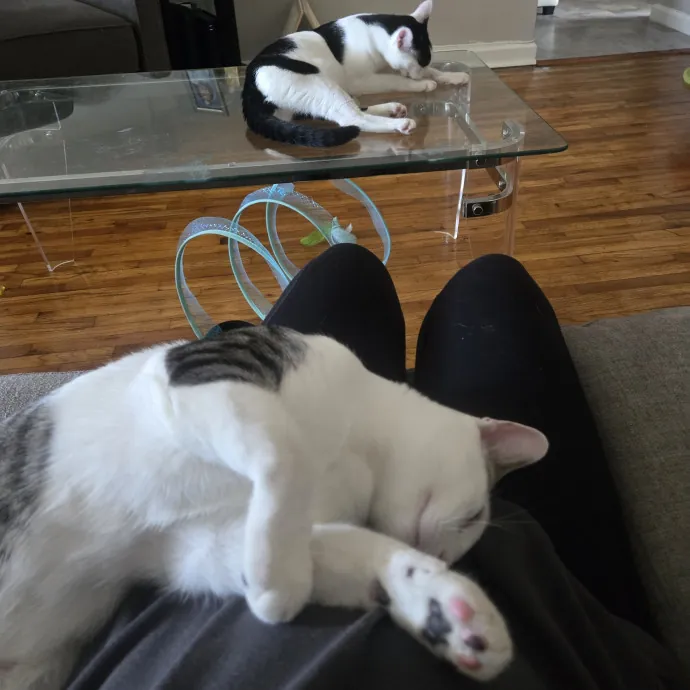 Endless Fun And Pawsibilities