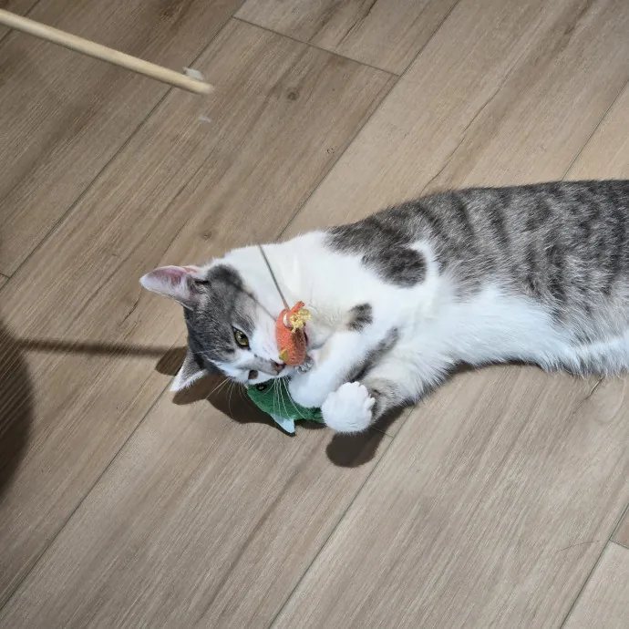 Endless Fun And Pawsibilities