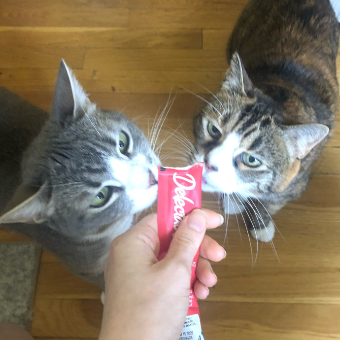 Jackie The Cat Fairy