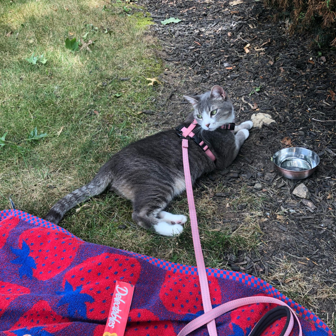 Jackie The Cat Fairy