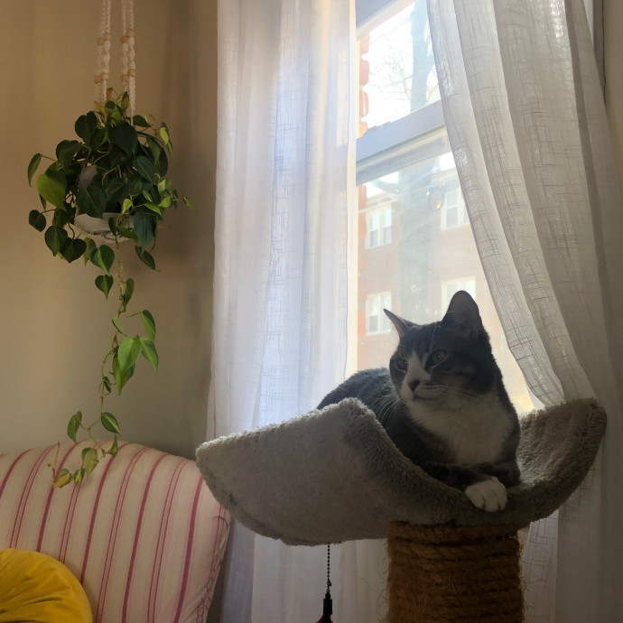 Jackie The Cat Fairy
