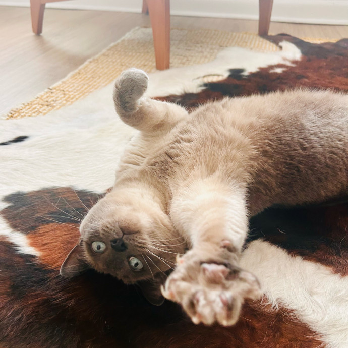 Jackie The Cat Fairy