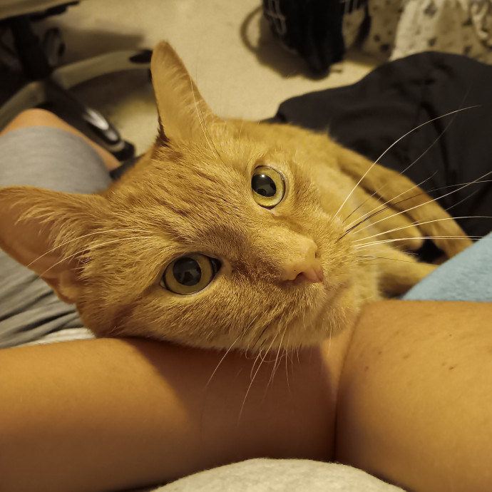 Kay's Comfy Kitties