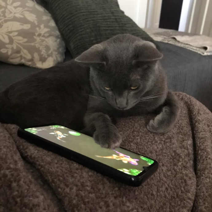 Kay's Comfy Kitties