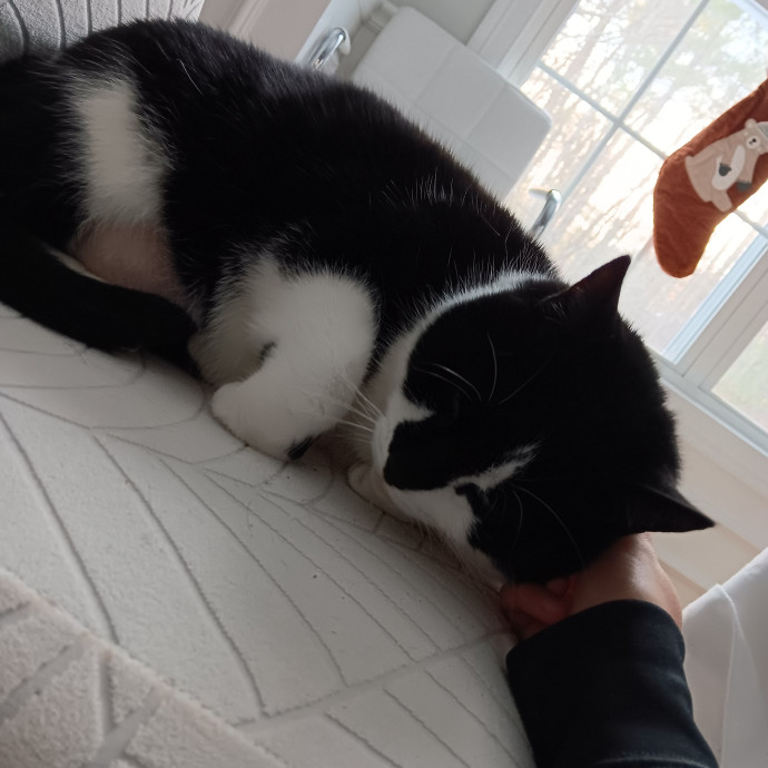 Kay's Comfy Kitties