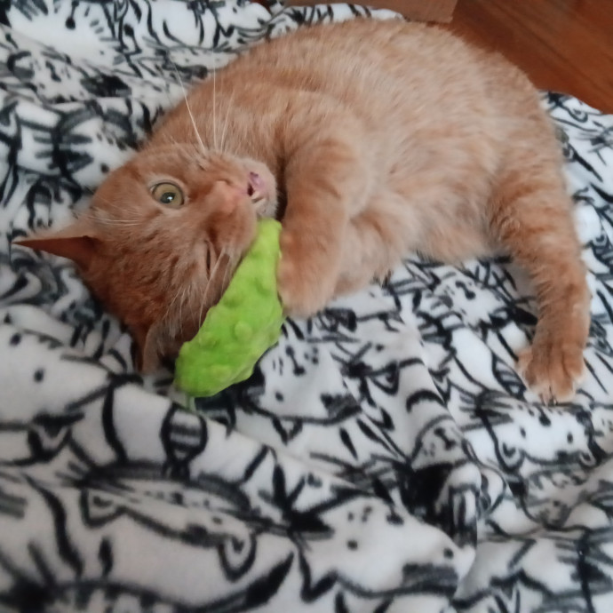 Kay's Comfy Kitties photo 3