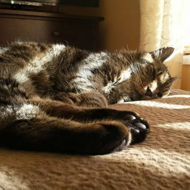 Gifted Intuitive Cat Companion