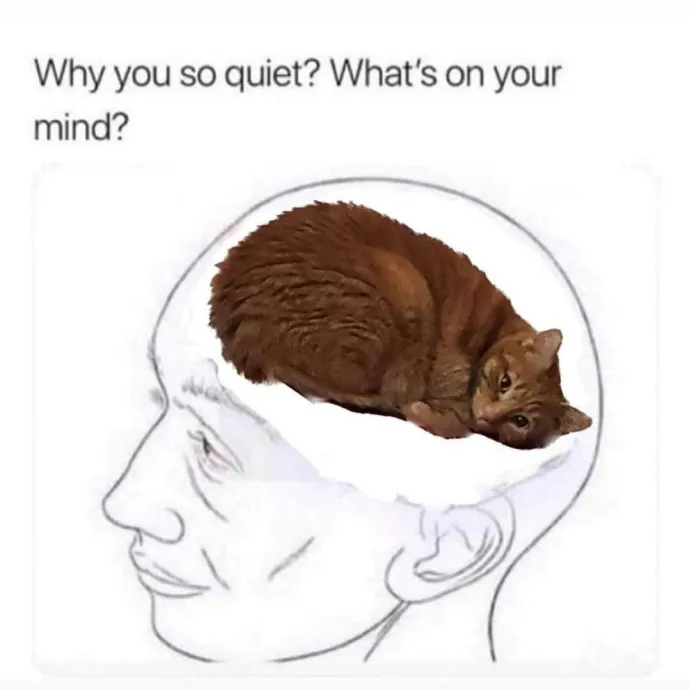 Gifted Intuitive Cat Companion