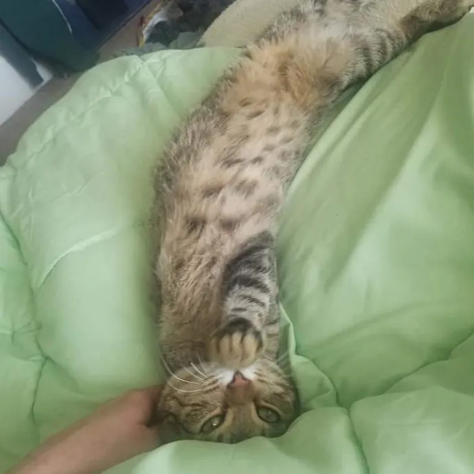 Gifted Intuitive Cat Companion