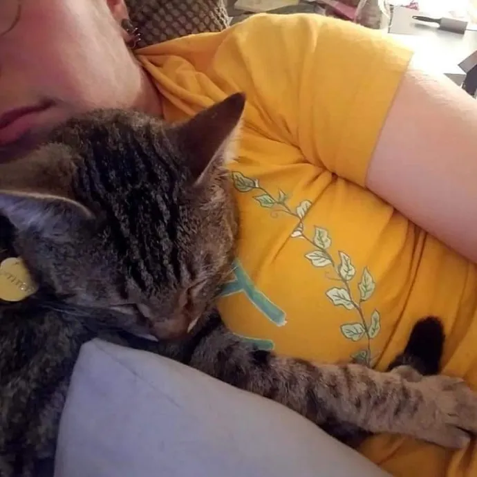 Gifted Intuitive Cat Companion