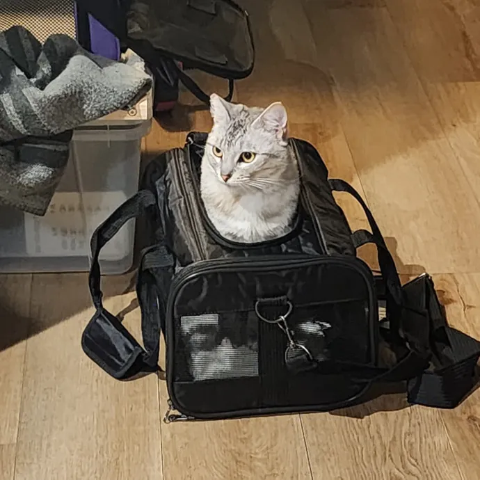 Gifted Intuitive Cat Companion