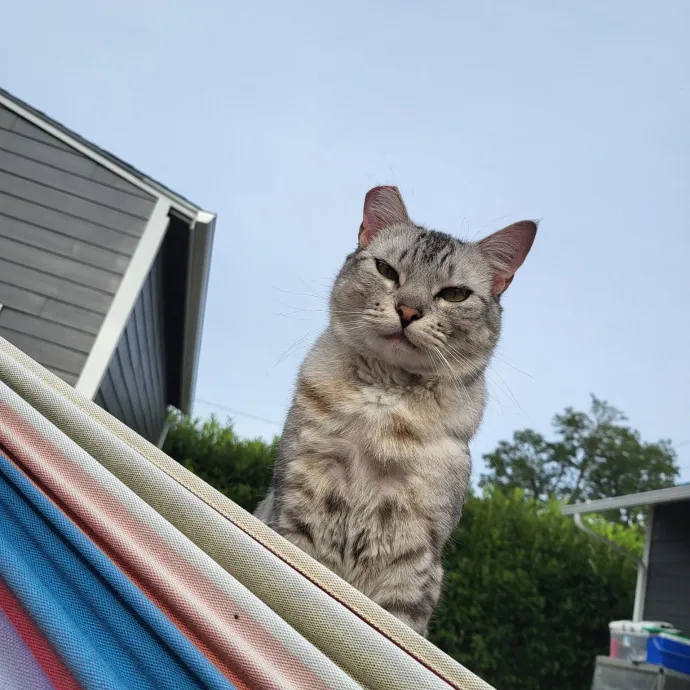 Gifted Intuitive Cat Companion