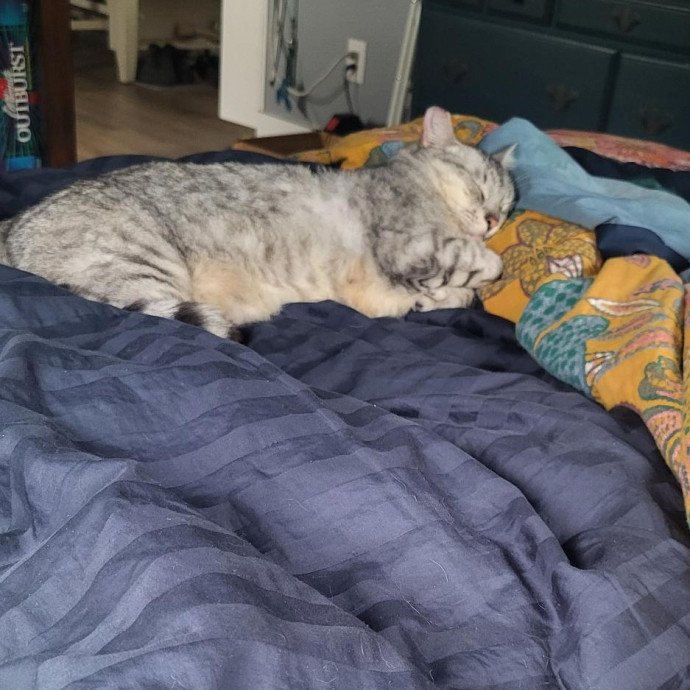 Gifted Intuitive Cat Companion