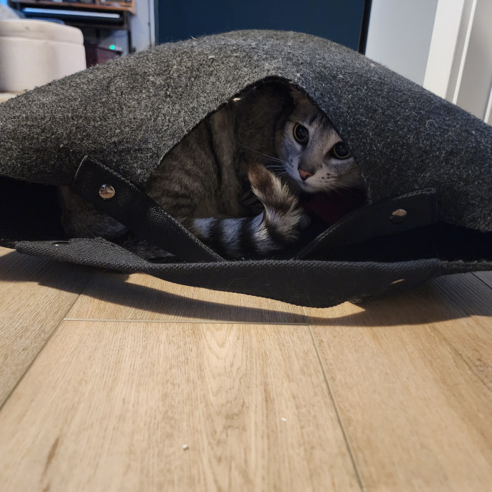 Gifted Intuitive Cat Companion