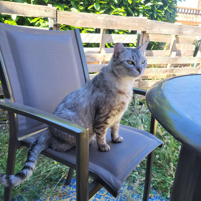 Gifted Intuitive Cat Companion photo 3