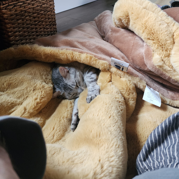 Gifted Intuitive Cat Companion photo 2