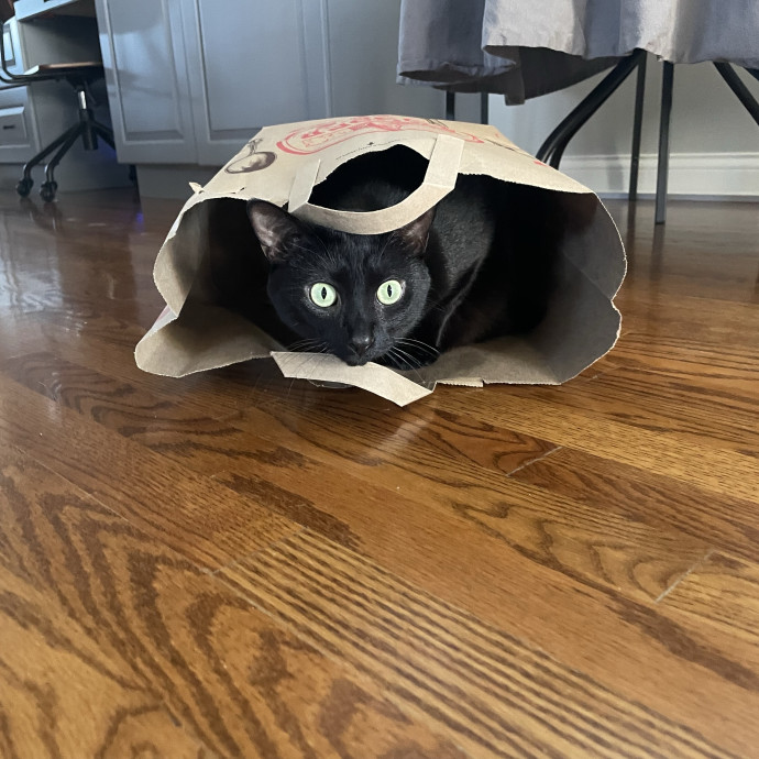 Giving Purr-Fect Care While Away