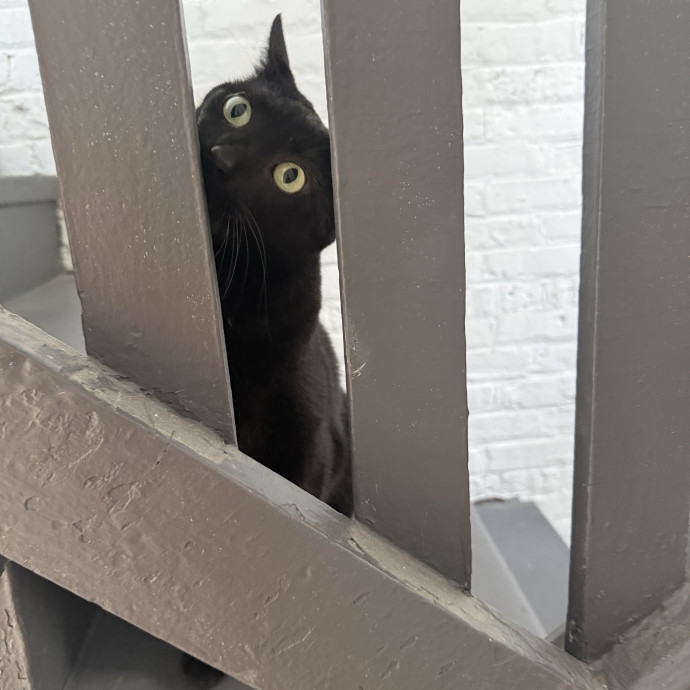 Giving Purr-Fect Care While Away