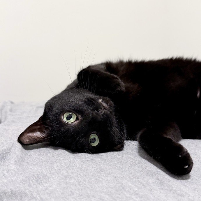Giving Purr-Fect Care While Away photo 3