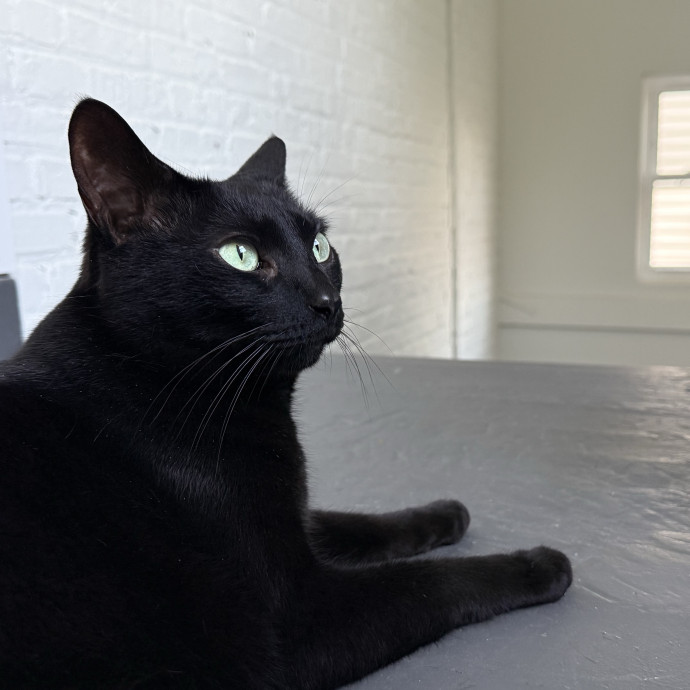 Giving Purr-Fect Care While Away photo 2