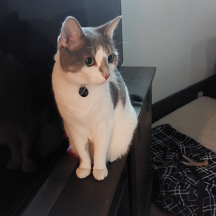 Cat Whisperer Working From Home