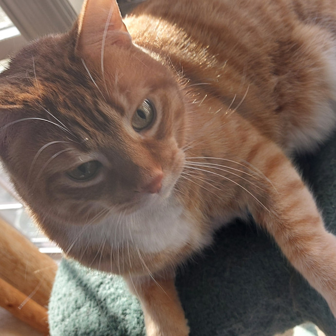 Cat Whisperer Working From Home photo 3