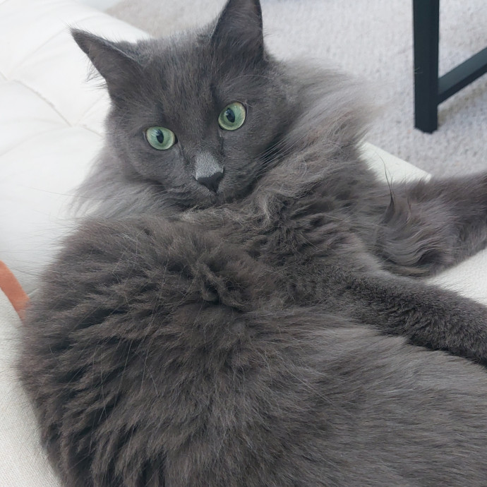 Cat Whisperer Working From Home photo 3