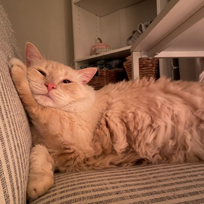 Lila The Cat Mom
