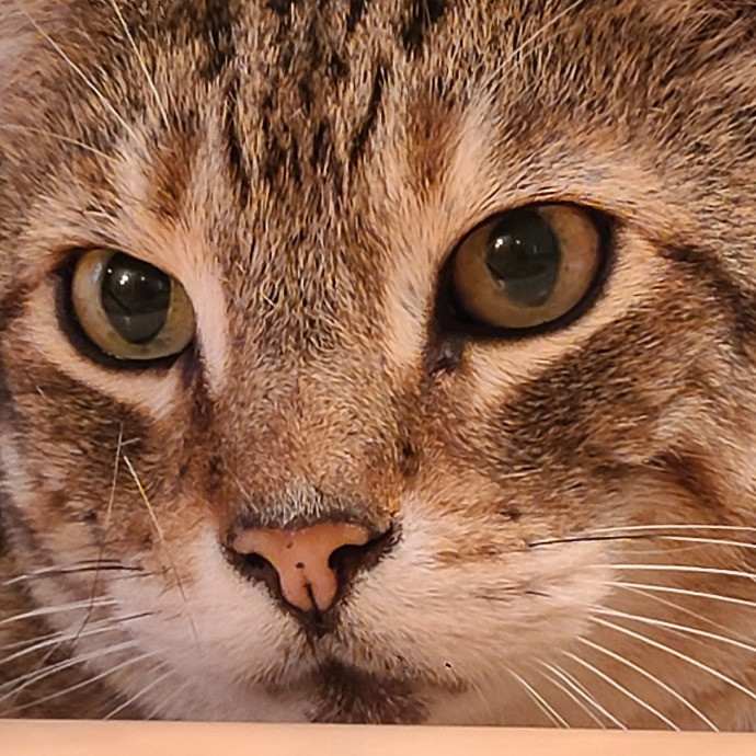 Greta Collins Cat Care photo 2