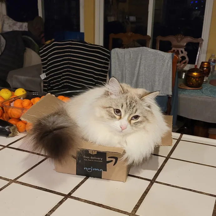 Angelina's Meow Care - San Jose - Cat