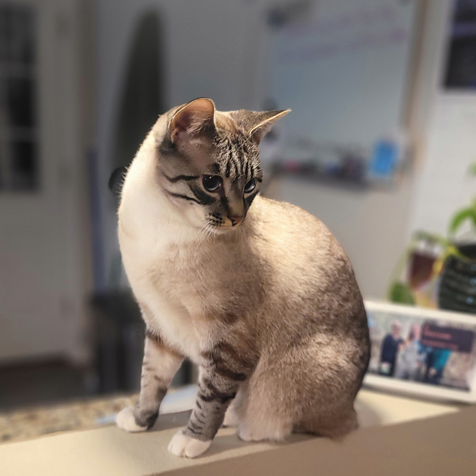 Angelina's Meow Care - San Jose - Cat