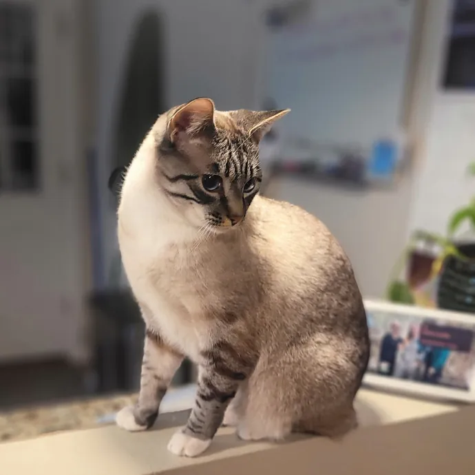 Angelina's Meow Care - San Jose - Cat