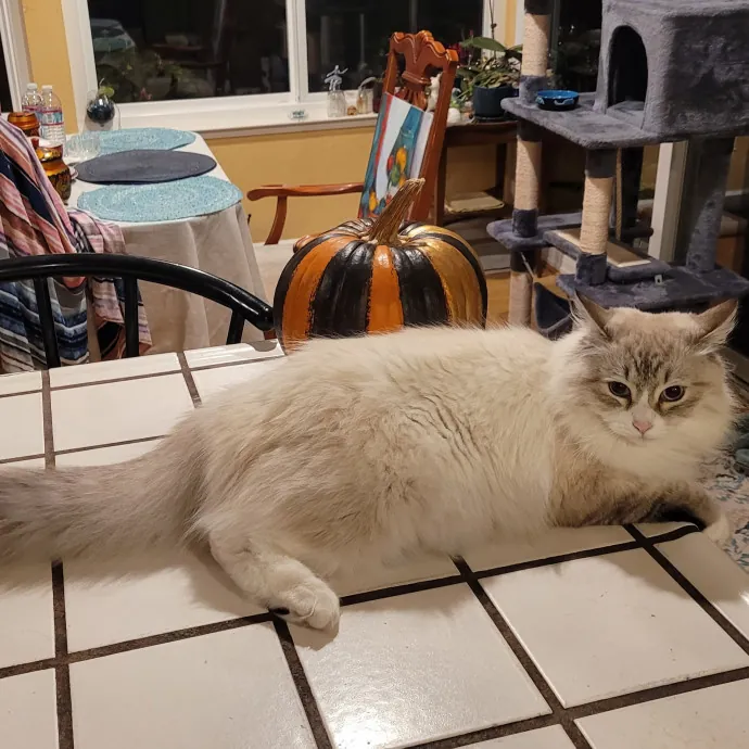 Angelina's Meow Care - San Jose - Cat